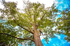 Mulching Services in Waynesville, OH