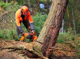 Trusted Waynesville, OH Tree Services Experts