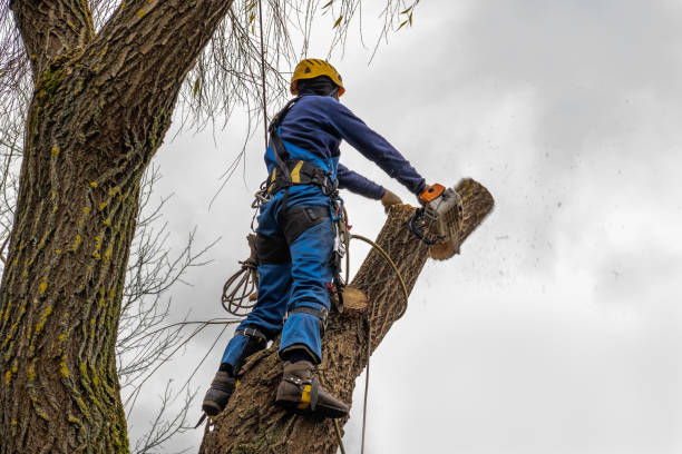Best Leaf Removal  in Waynesville, OH