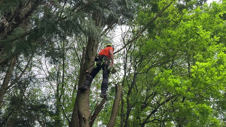 Best Tree Removal  in Waynesville, OH