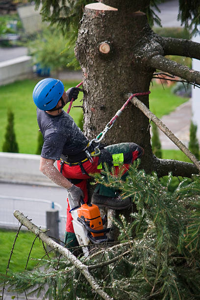 Best Tree Cabling and Bracing  in Waynesville, OH