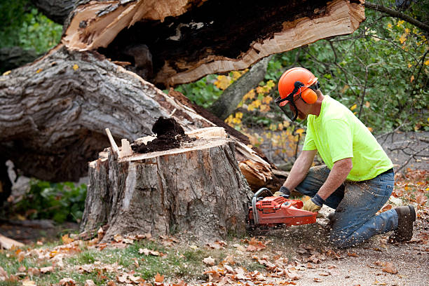 Best Tree Trimming and Pruning  in Waynesville, OH
