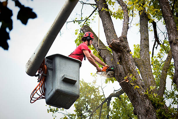 Best Root Management and Removal  in Waynesville, OH