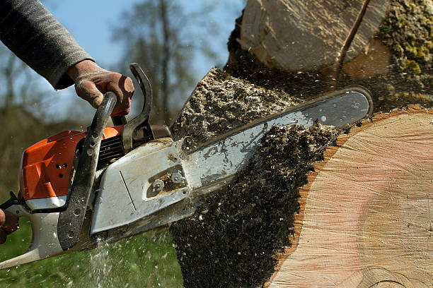 Best Tree Risk Assessment  in Waynesville, OH