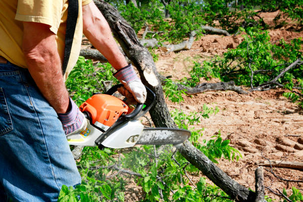 Best Organic Lawn Care Solutions  in Waynesville, OH