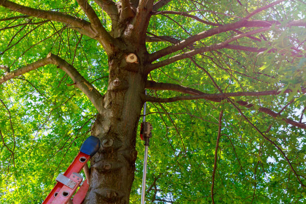 Best Tree Health Inspection  in Waynesville, OH